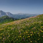 Fiori di montagna