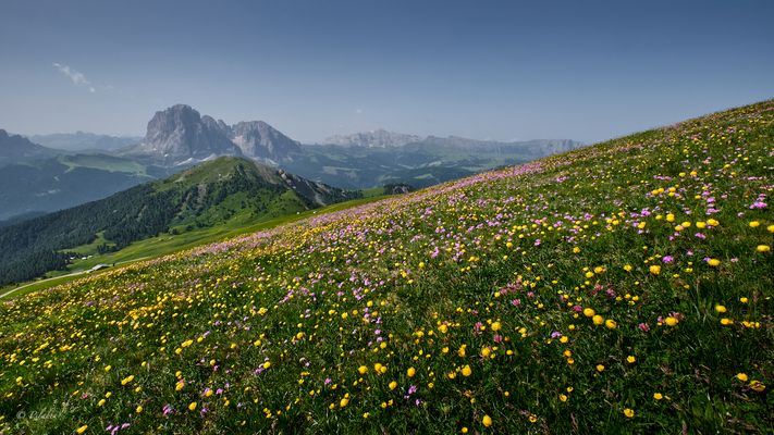 Fiori di montagna