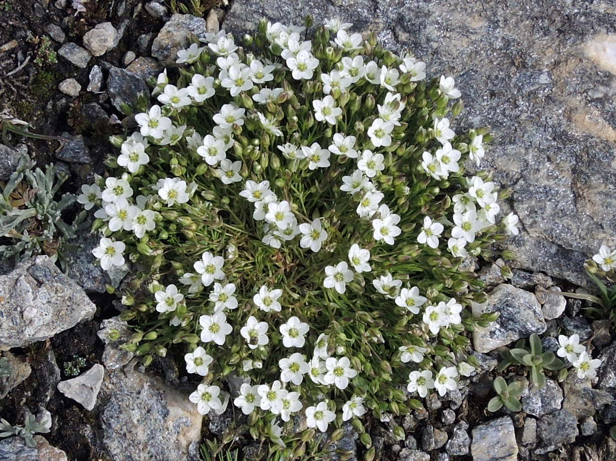 fiori di montagna