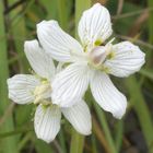 fiori di montagna