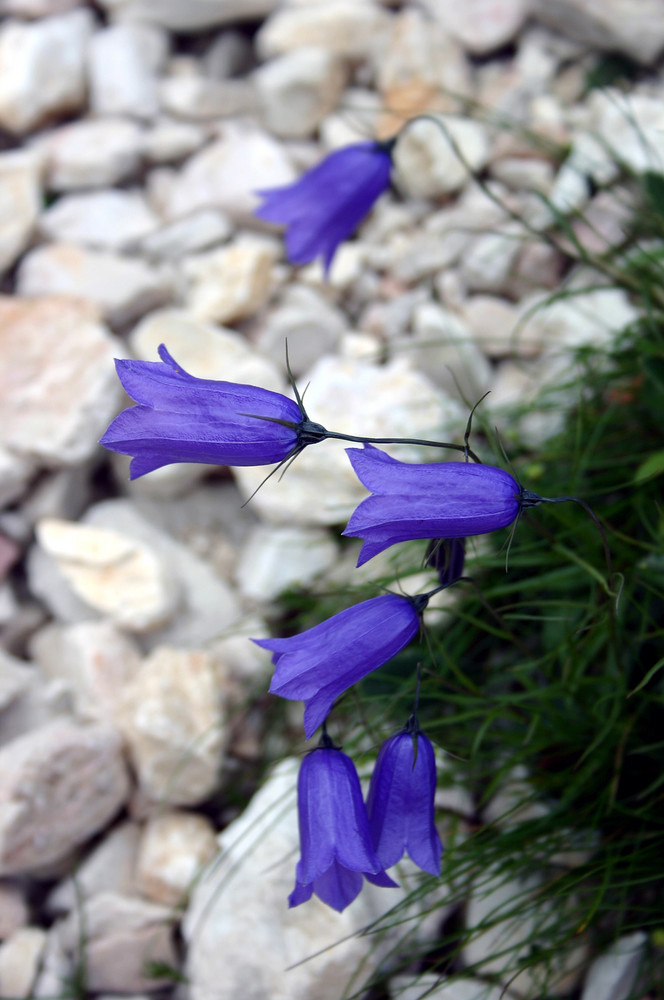 Fiori di Montagna...