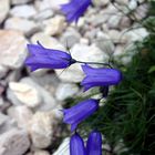 Fiori di Montagna...