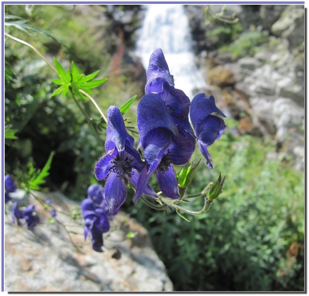 Fiori di montagna