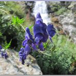 Fiori di montagna