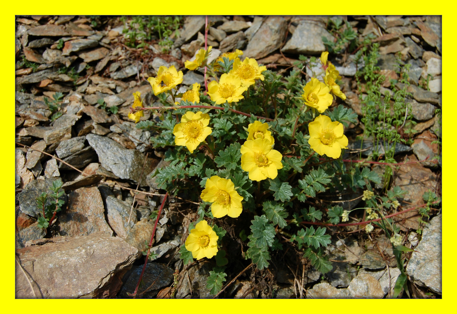 Fiori di montagna.