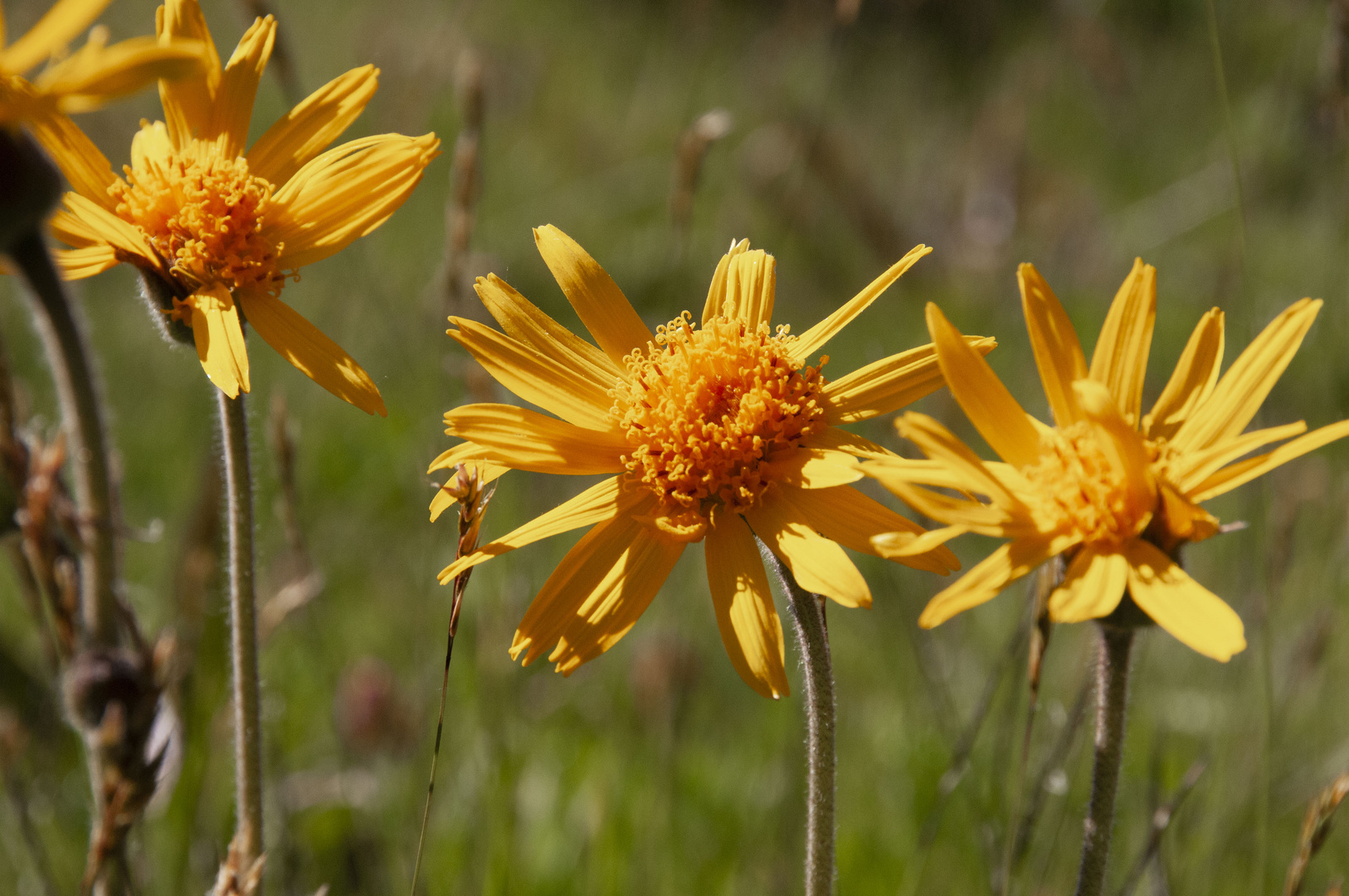 Fiori di montagna