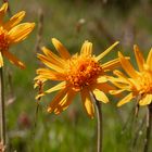 Fiori di montagna