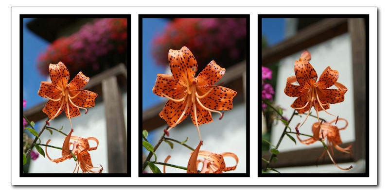 Fiori di montagna