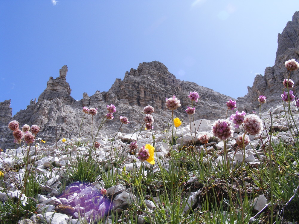 Fiori di Montagna