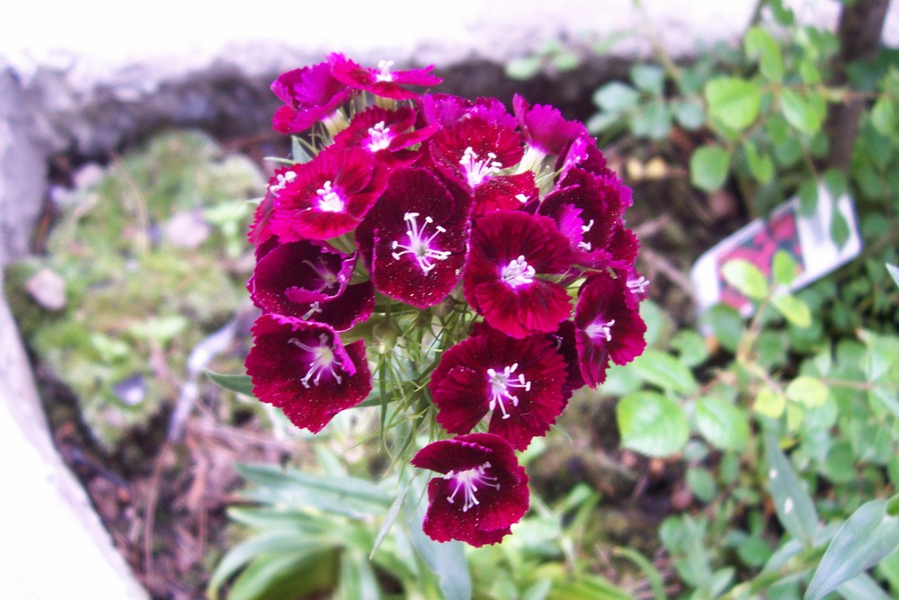 Fiori di montagna