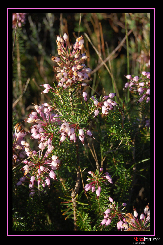 Fiori di montagna