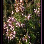 Fiori di montagna