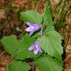 Fiori di montagna