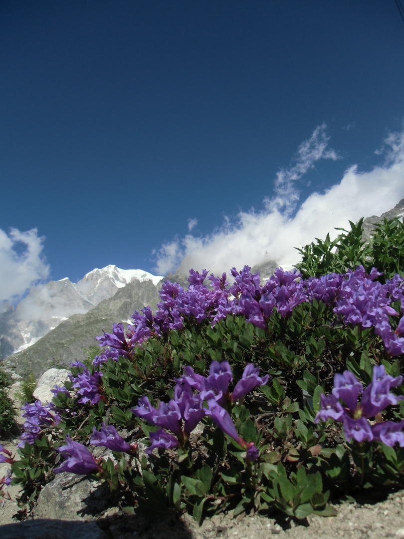 Fiori di montagna