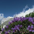 Fiori di montagna