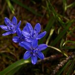 fiori di montagna in primavera