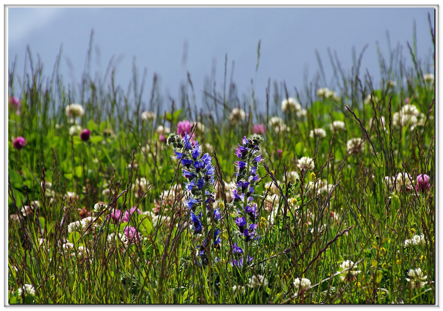 fiori di montanga...