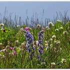 fiori di montanga...