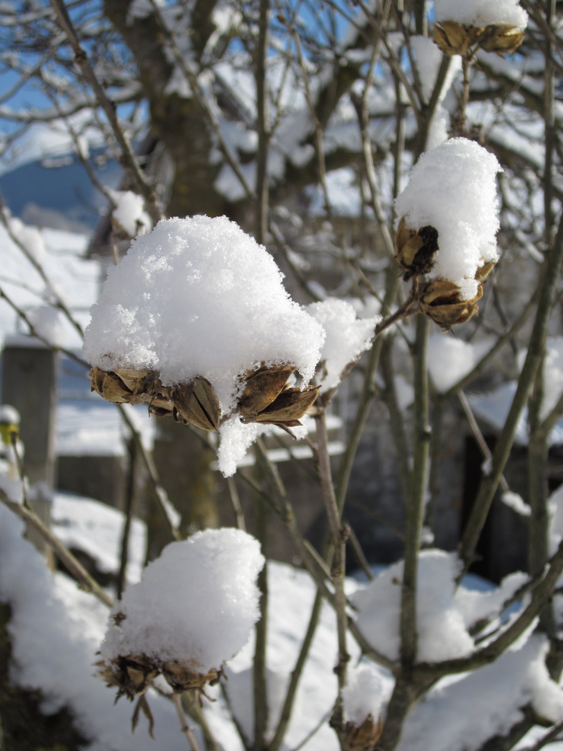 Fiori di neve