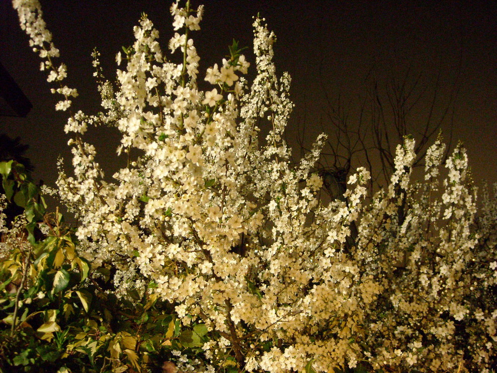 Fiori di notte