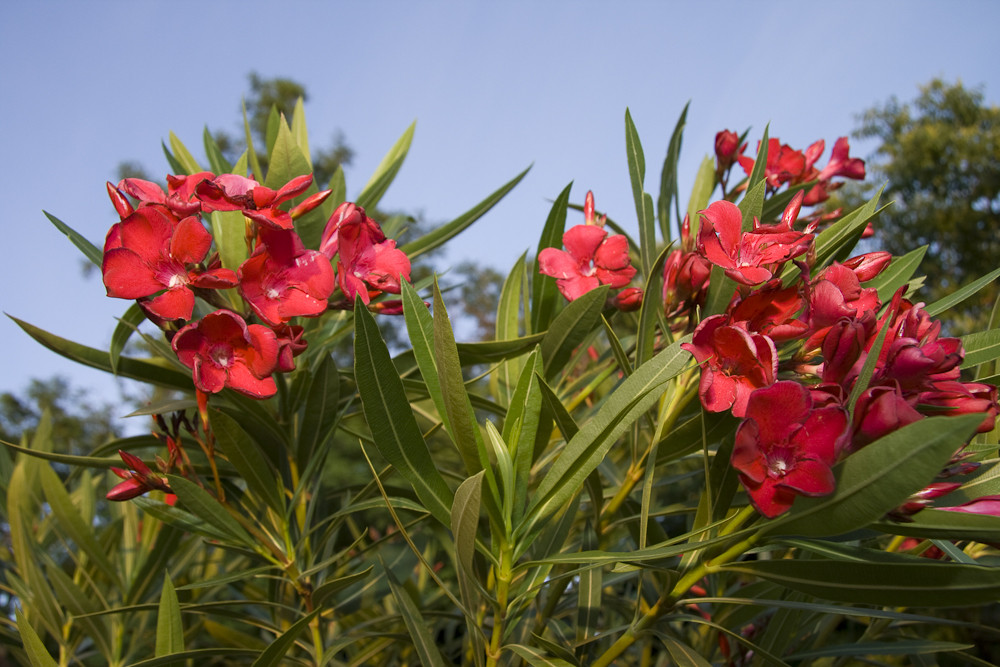 fiori di oleandro