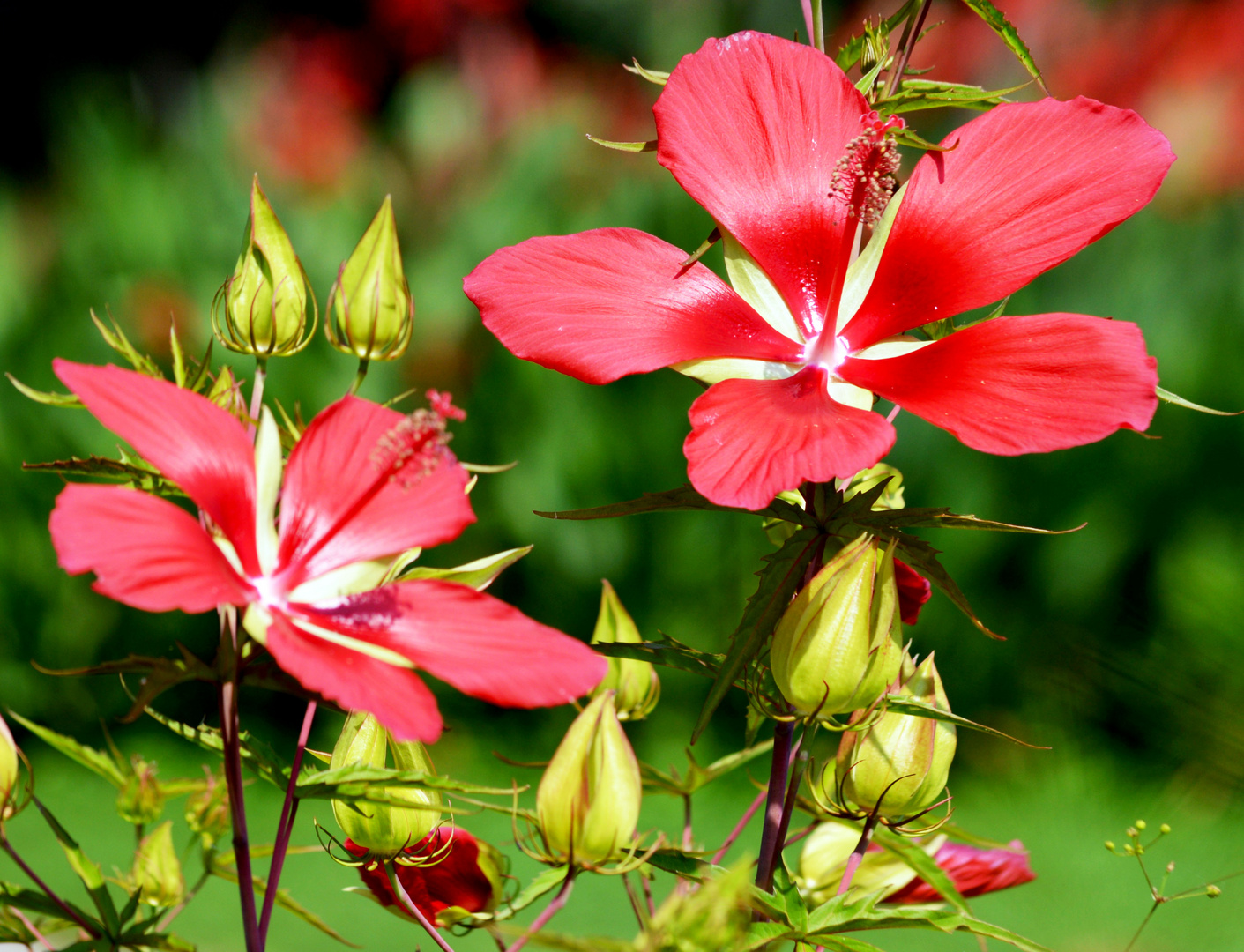 Fiori di papiro