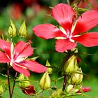 Fiori di papiro