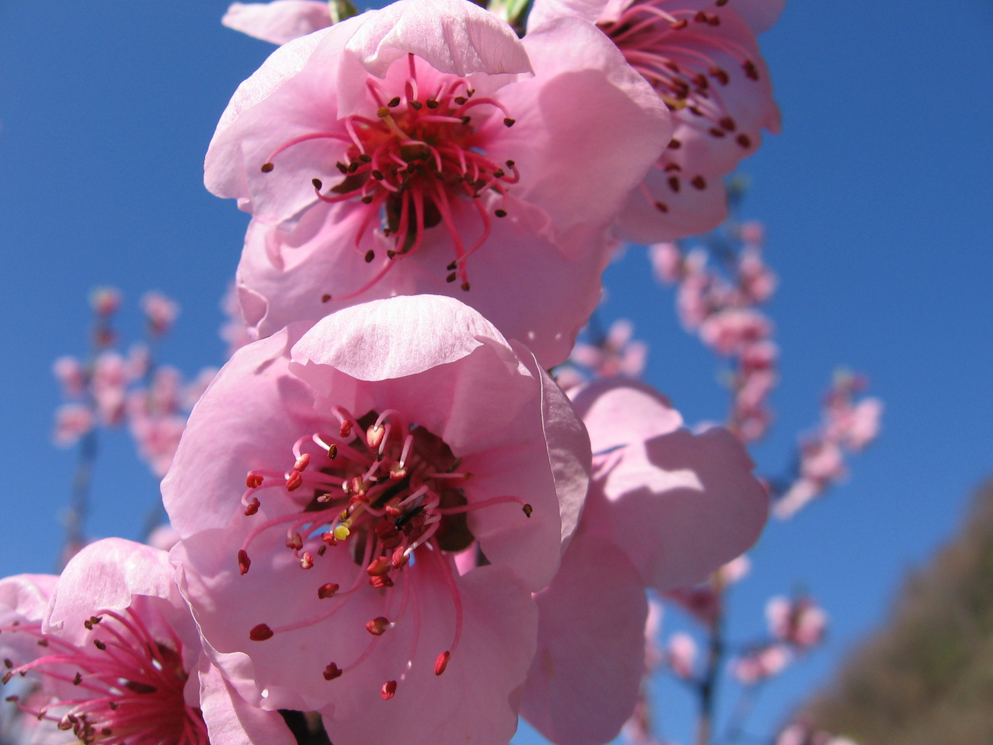 Fiori di pesco