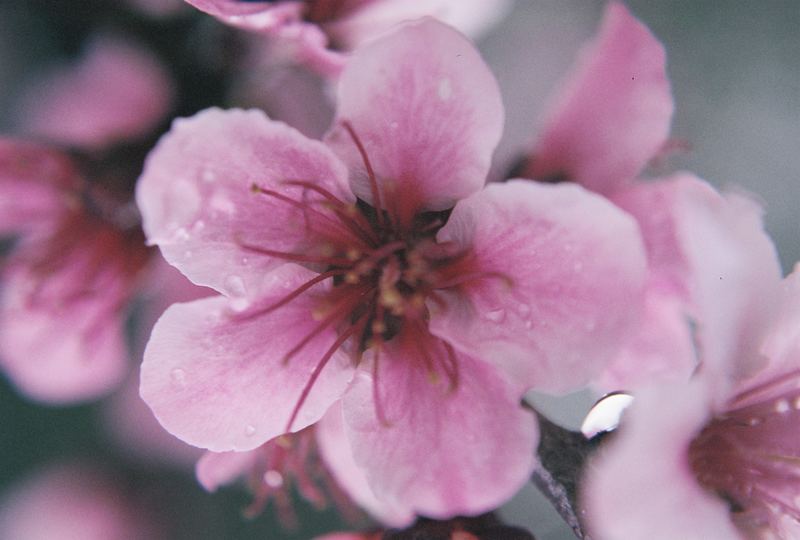 fiori di pesco