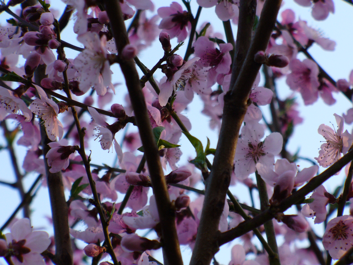 fiori di pesco