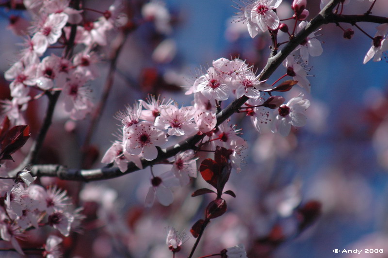 Fiori di pesco