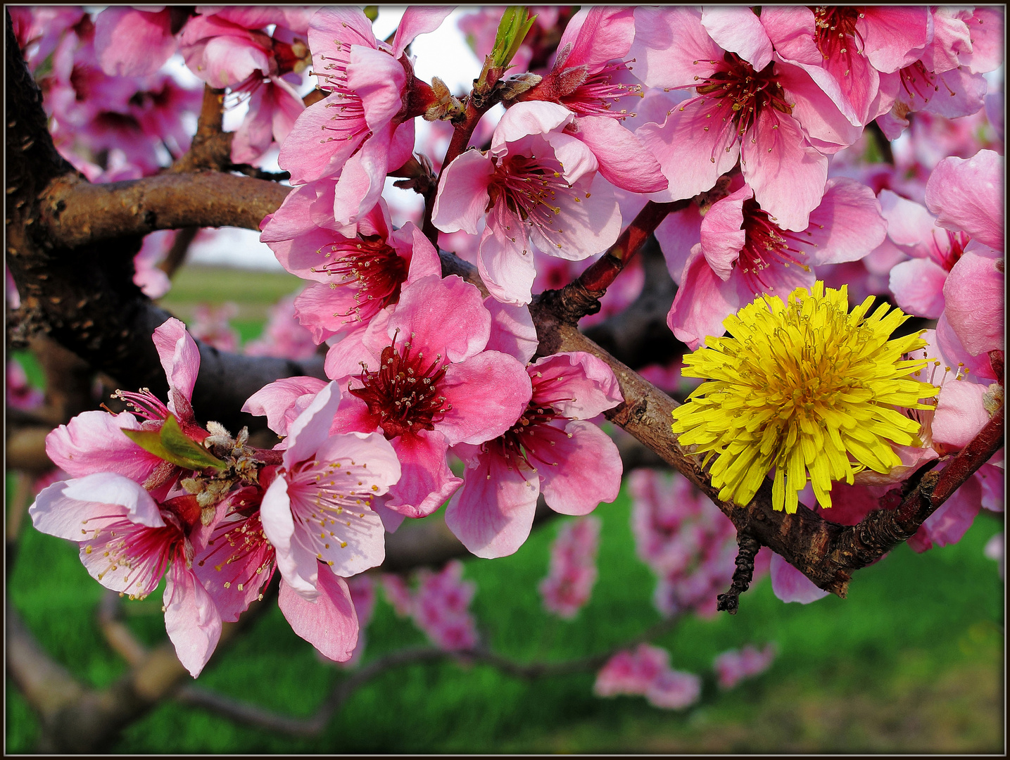 Fiori di pesco e di tarassaco