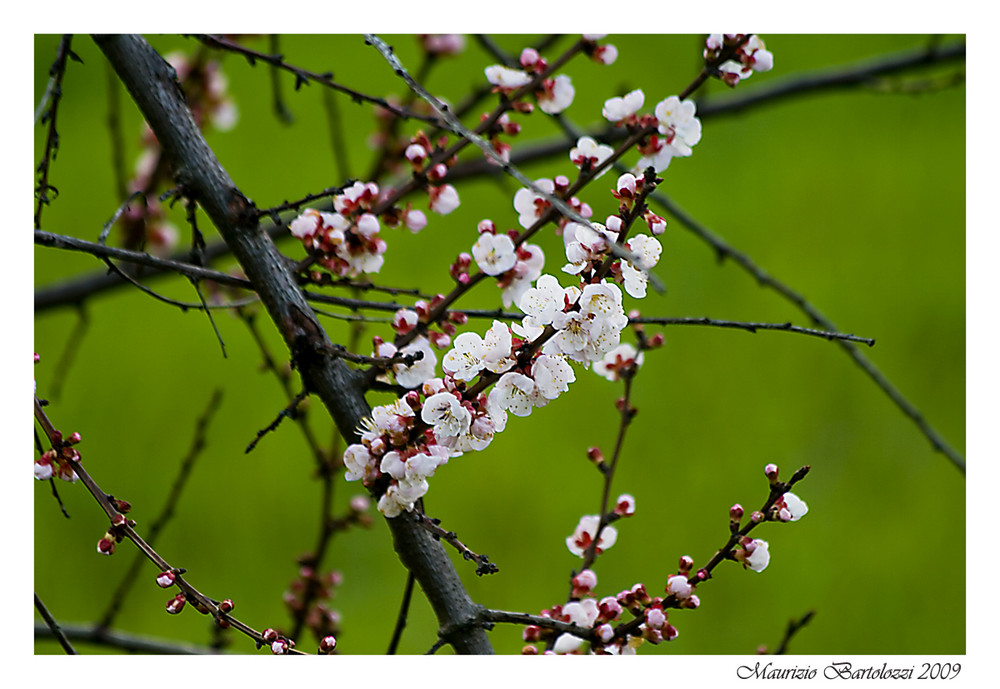 Fiori di pesco