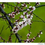 Fiori di pesco