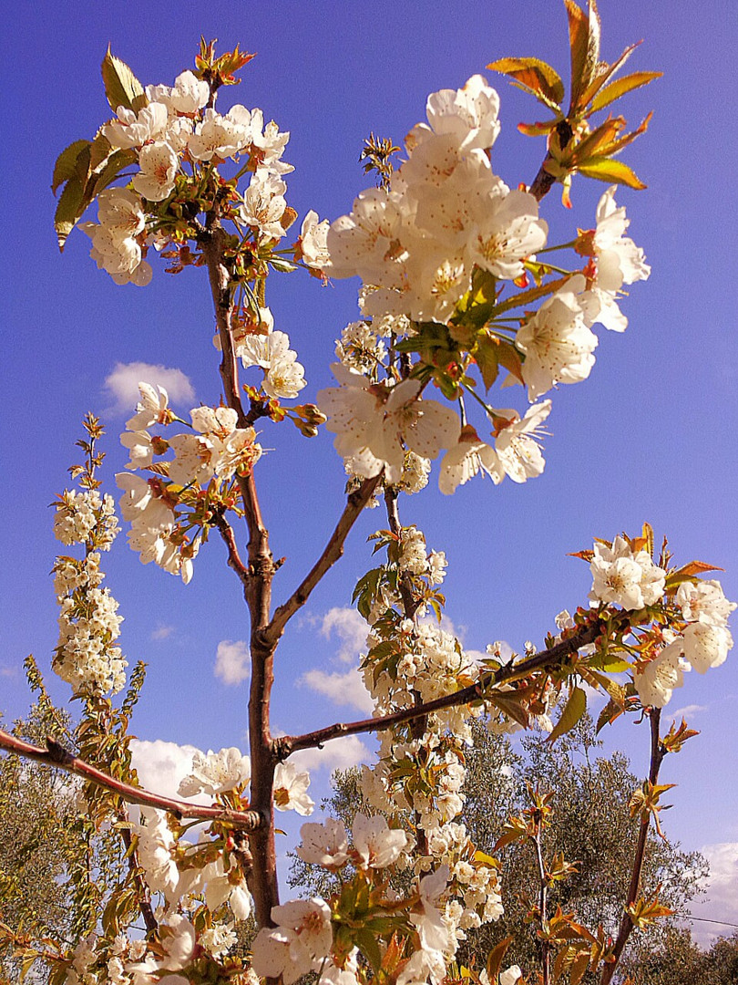 fiori di primavera