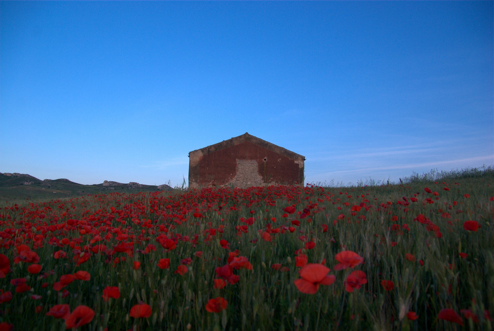 Fiori di Primavera