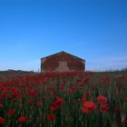 Fiori di Primavera