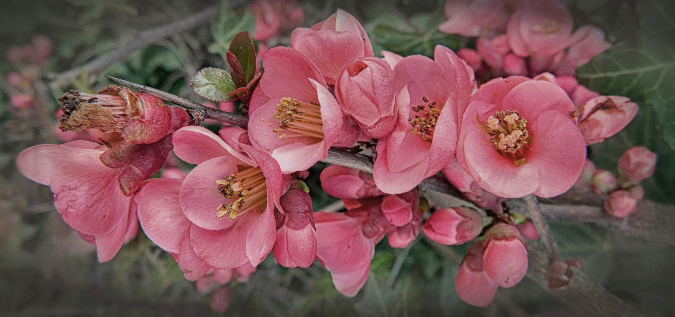 fiori di primavera..