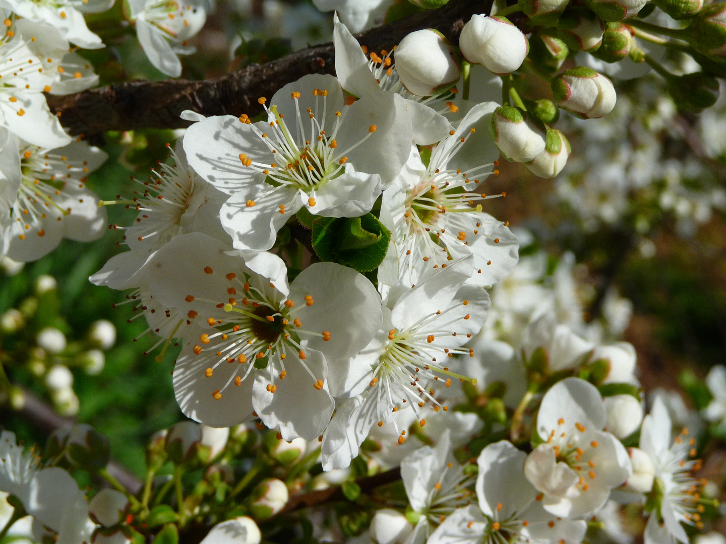 fiori di prugne