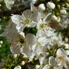 fiori di prugne