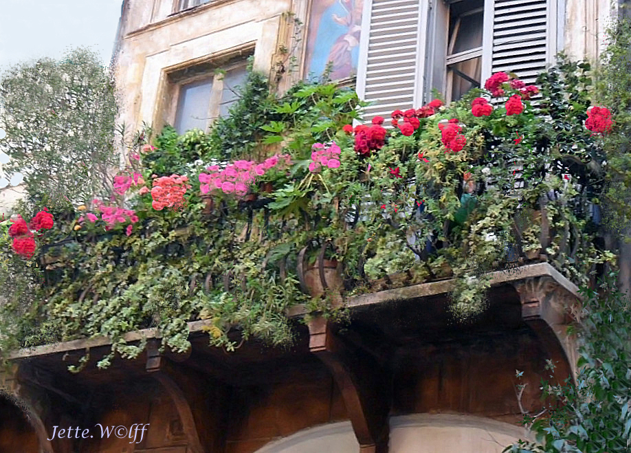 Fiori di Roma