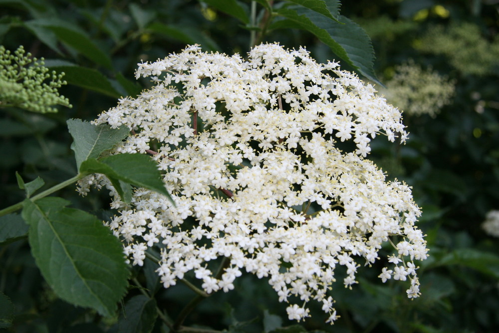 Fiori di Sambuco