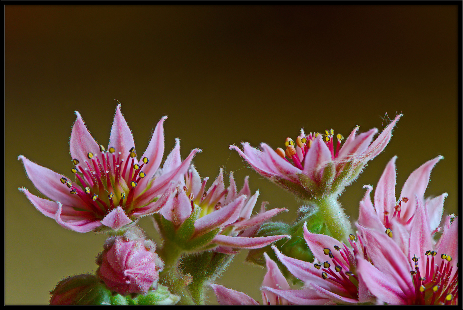 Fiori di sempreverde