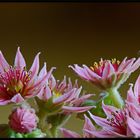 Fiori di sempreverde