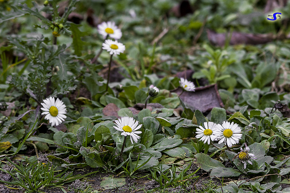 Fiori di "stagione"