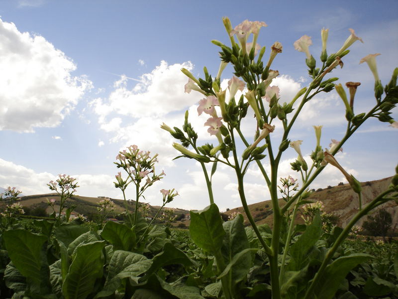 fiori di tabacco