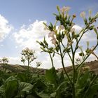 fiori di tabacco