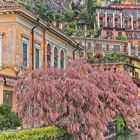 Fiori di tamarix sul lago