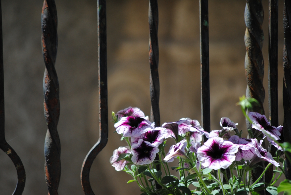 Fiori di un antico borgo