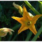 fiori di zucca...